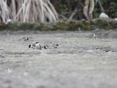 Pycnonotus taivanus × sinensis