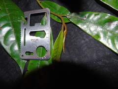 Ardisia