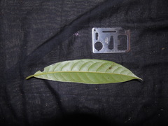 Ardisia
