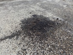 Boselaphus tragocamelus