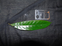 Ardisia