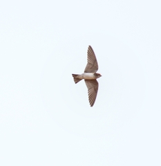 Petrochelidon fluvicola