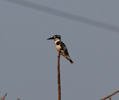 Ceryle rudis travancoreensis