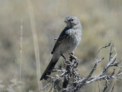 Artemisiospiza nevadensis