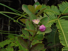 Rhodomyrtus tomentosa