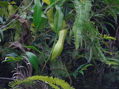 Nepenthes tobaica