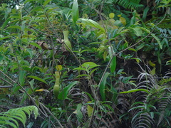 Nepenthes tobaica