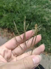 Bothriochloa pertusa