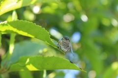 Kikihia peninsularis