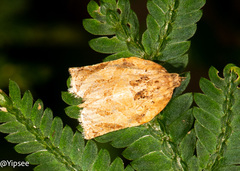 Adoxophyes privatana