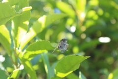 Kikihia peninsularis