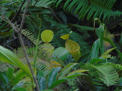 Nepenthes tobaica