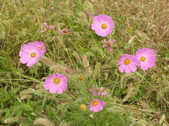 Cosmos bipinnatus