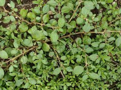 Trianthema portulacastrum