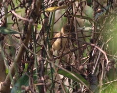 Acrocephalus stentoreus