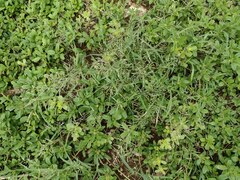 Eragrostis barrelieri