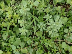 Amaranthus polygonoides