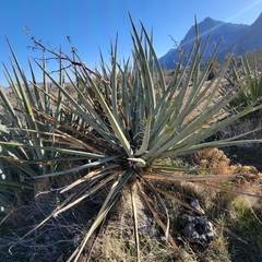 Yucca schidigera