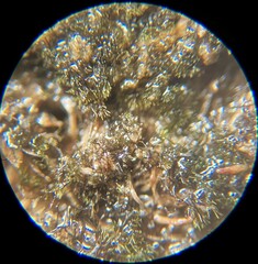 Ephemerum spinulosum