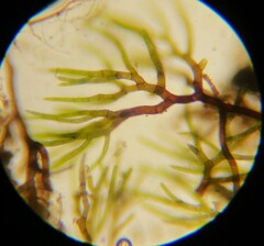 Ephemerum spinulosum