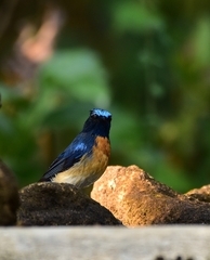 Cyornis rubeculoides