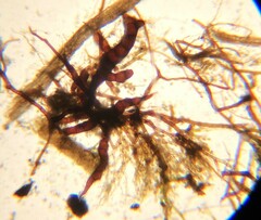 Ephemerum spinulosum