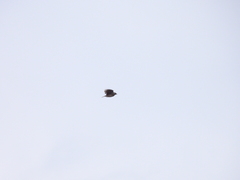 Alauda gulgula wattersi