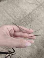 Dichanthium annulatum annulatum