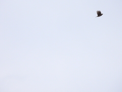 Alauda gulgula wattersi