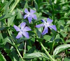 Vinca herbacea