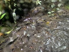 Dendrobates leucomelas