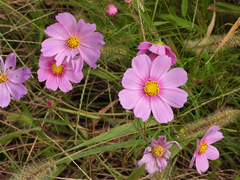 Cosmos bipinnatus