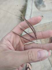 Dichanthium annulatum papillosum