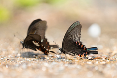 Papilio bianor