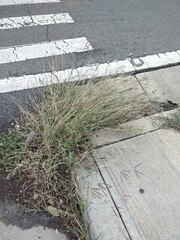 Dichanthium annulatum papillosum