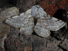 Lycia florentina