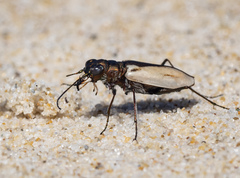 Hypaetha upsilon upsilon