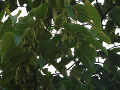 Alangium kurzii