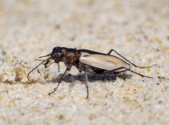 Hypaetha upsilon upsilon