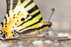 Graphium antiphates