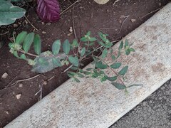 Euphorbia hypericifolia
