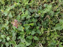 Indigofera spicata