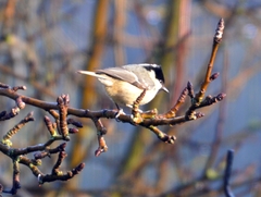 Periparus ater britannicus