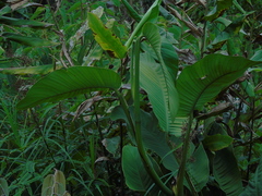 Epipremnum giganteum