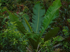 Anacardiaceae