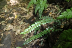 Pellaea rotundifolia