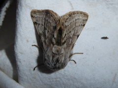 Lycia florentina