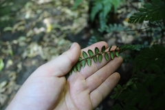 Pellaea rotundifolia