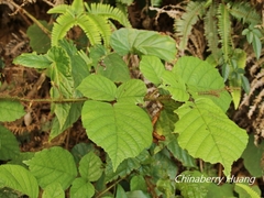 Rubus wallichianus
