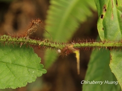 Rubus wallichianus